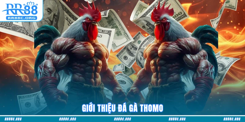 Giới thiệu Đá Gà Thomo